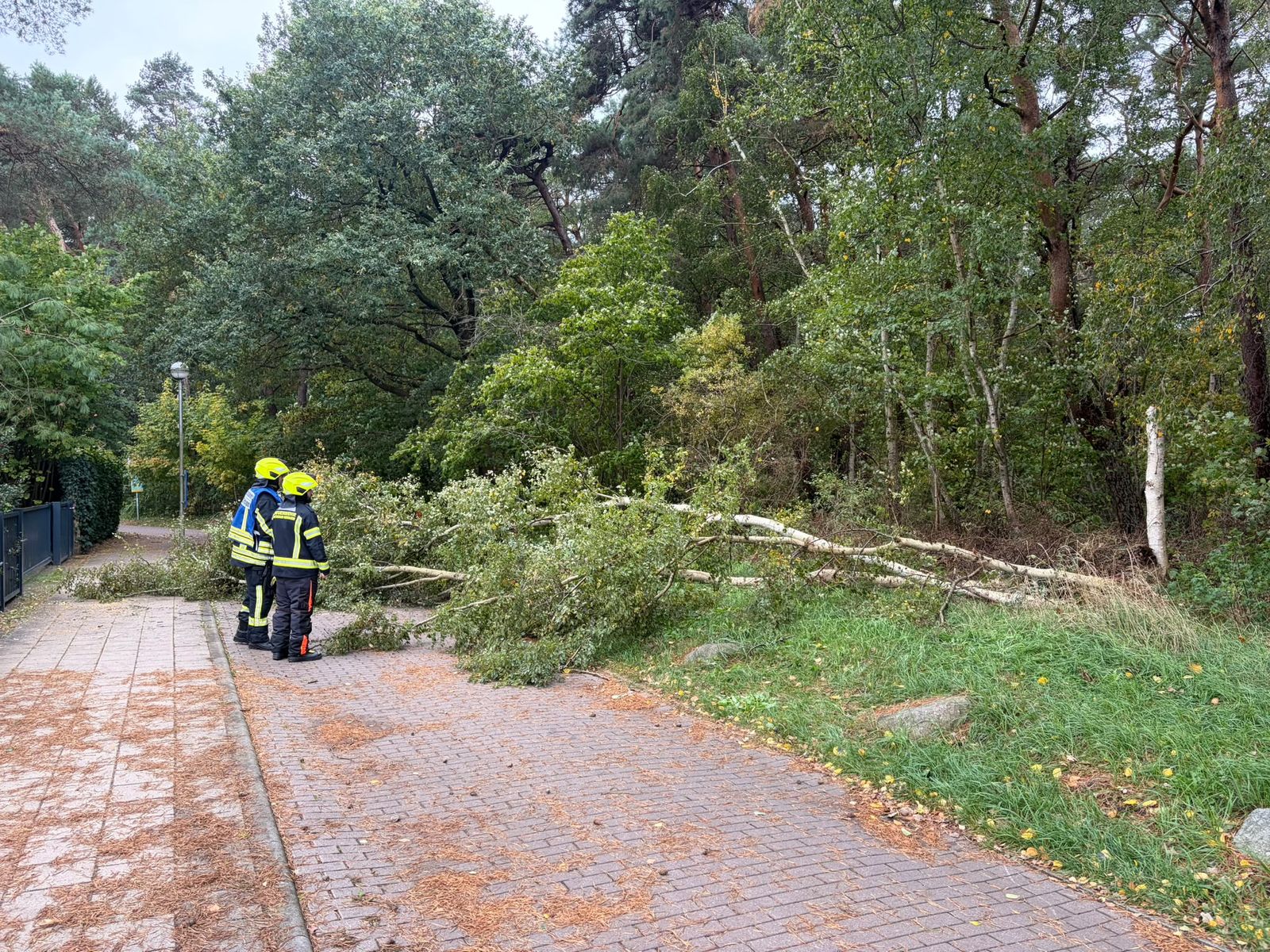 Baum umgestürzt – Waldstraße, Dierhagen Strand – Bild 1 von 5